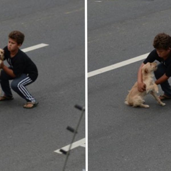 salvou cachorrinho capa