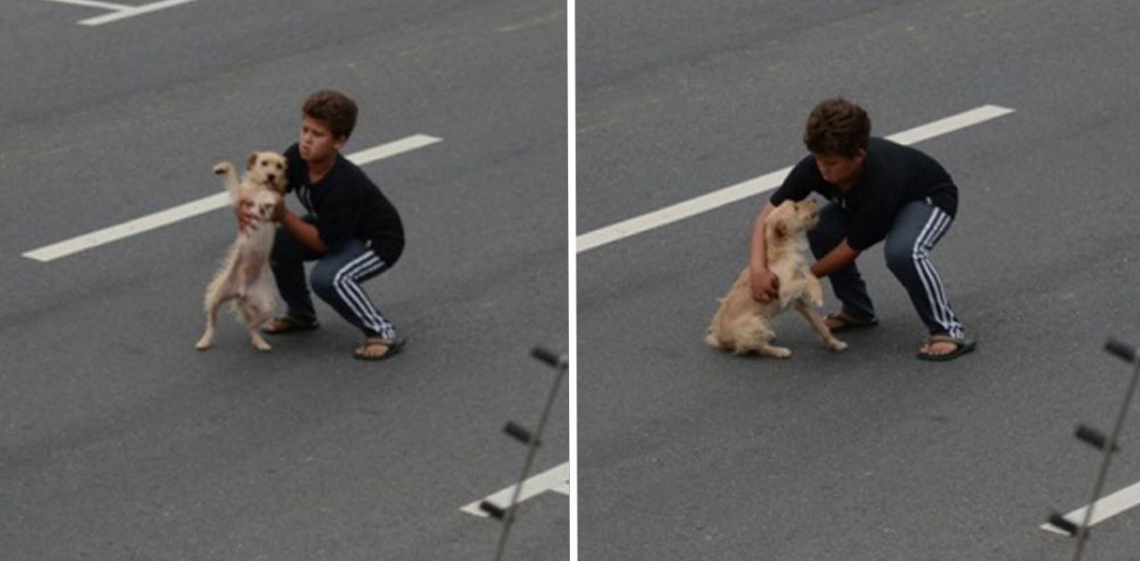 salvou cachorrinho capa