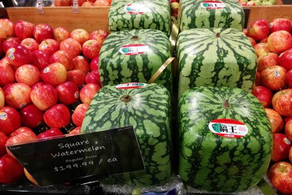 sandia-cuadrada-japon-curioso-foto-curiosa-curiosidades-alimentos