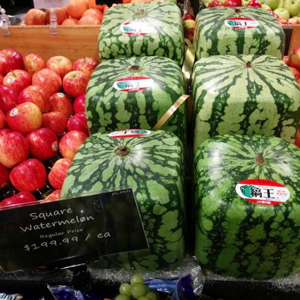 sandia-cuadrada-japon-curioso-foto-curiosa-curiosidades-alimentos