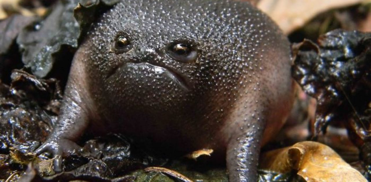 sapo abacate 03