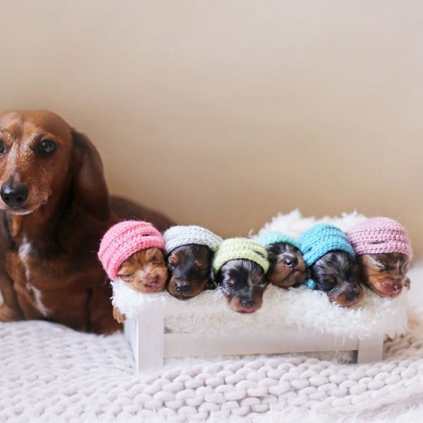 sausage-dog-maternity-photoshoot-puppies-2