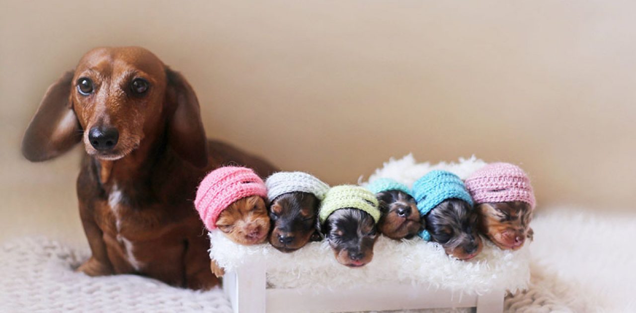 sausage-dog-maternity-photoshoot-puppies-2