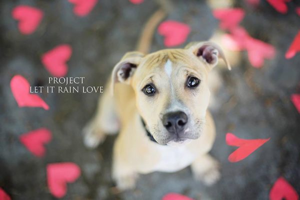 shelter-dog-photos-let-it-rain-love-jessica-trinh-5