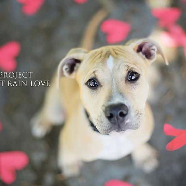 shelter-dog-photos-let-it-rain-love-jessica-trinh-5