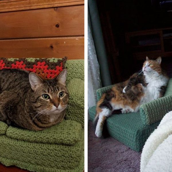 sofás pra gatos capa