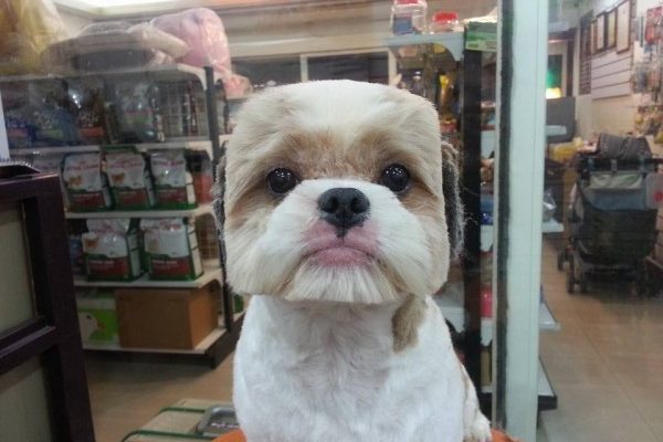 square-round-dog-haircut-taiwan-2