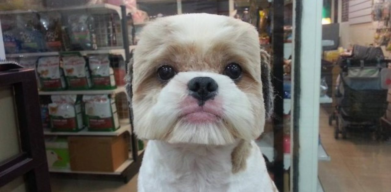 square-round-dog-haircut-taiwan-2