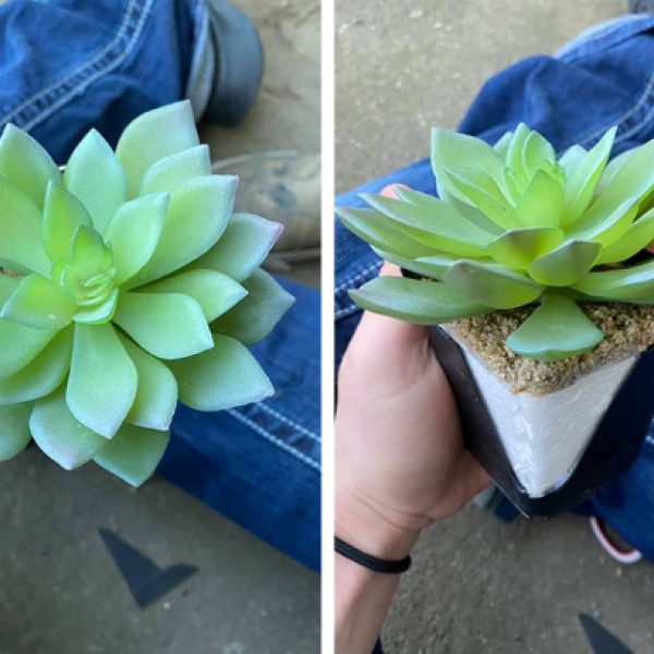 suculenta falsa capa