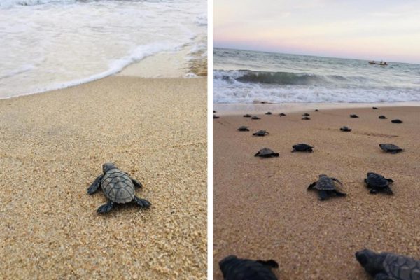 tartarugas no mar capa