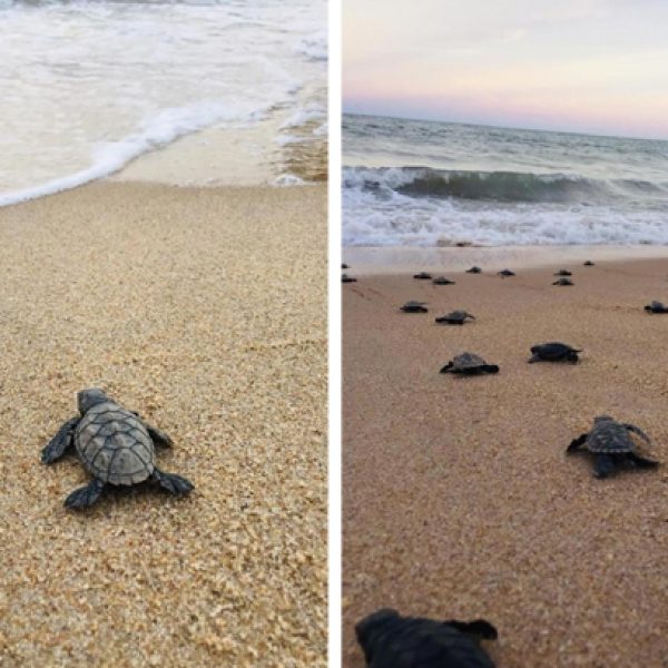 tartarugas no mar capa