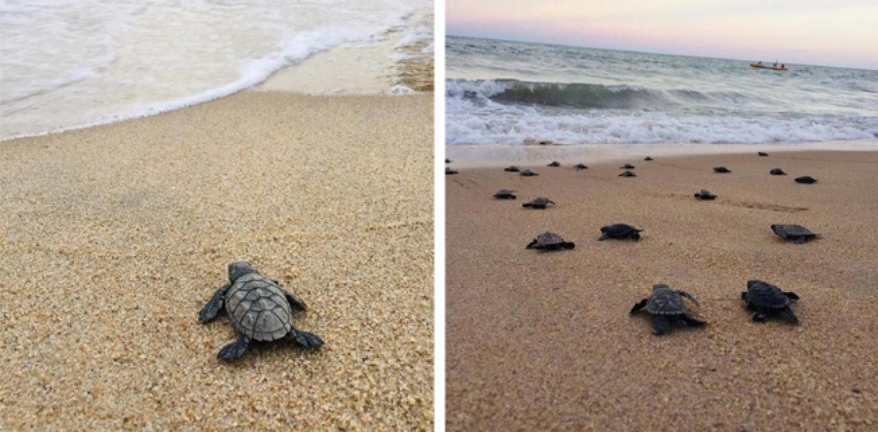 tartarugas no mar capa