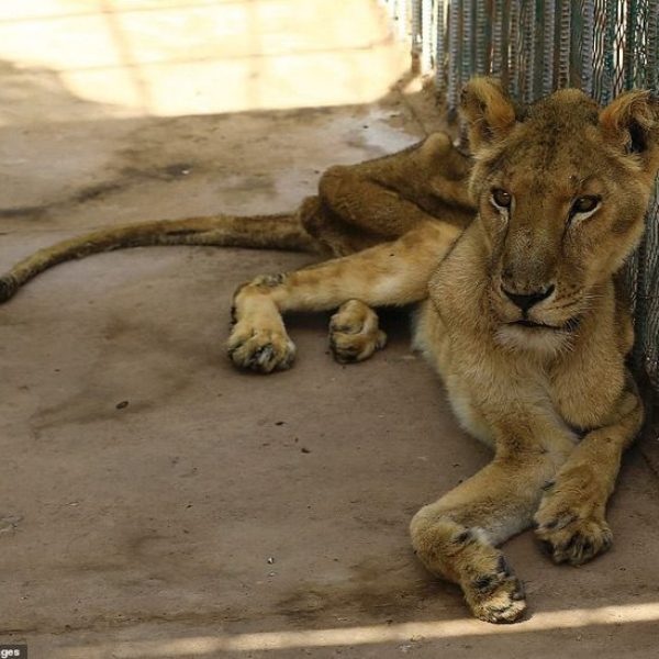 tigre desnutrido 02