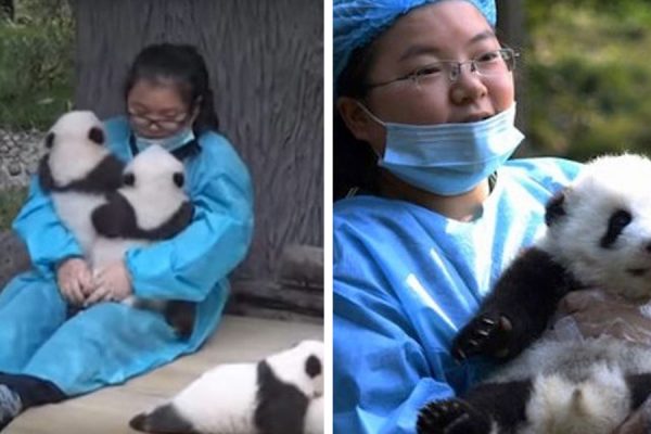 trabalho de abracar pandas