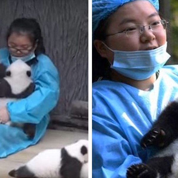 trabalho de abracar pandas