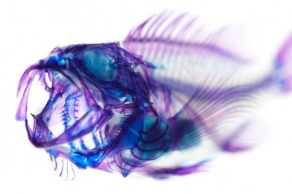 transparent-fish2-550x380