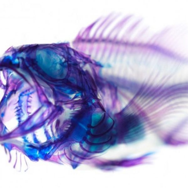 transparent-fish2-550x380