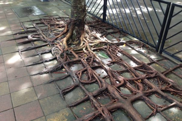 tree-roots-concrete-pavement-4
