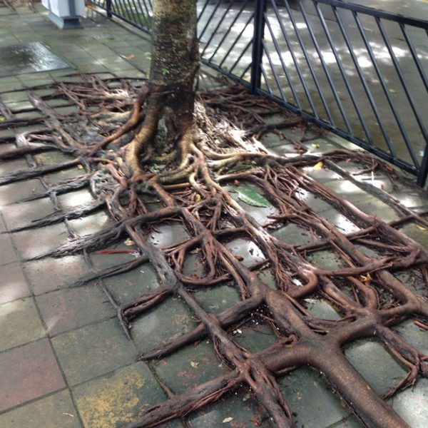 tree-roots-concrete-pavement-4