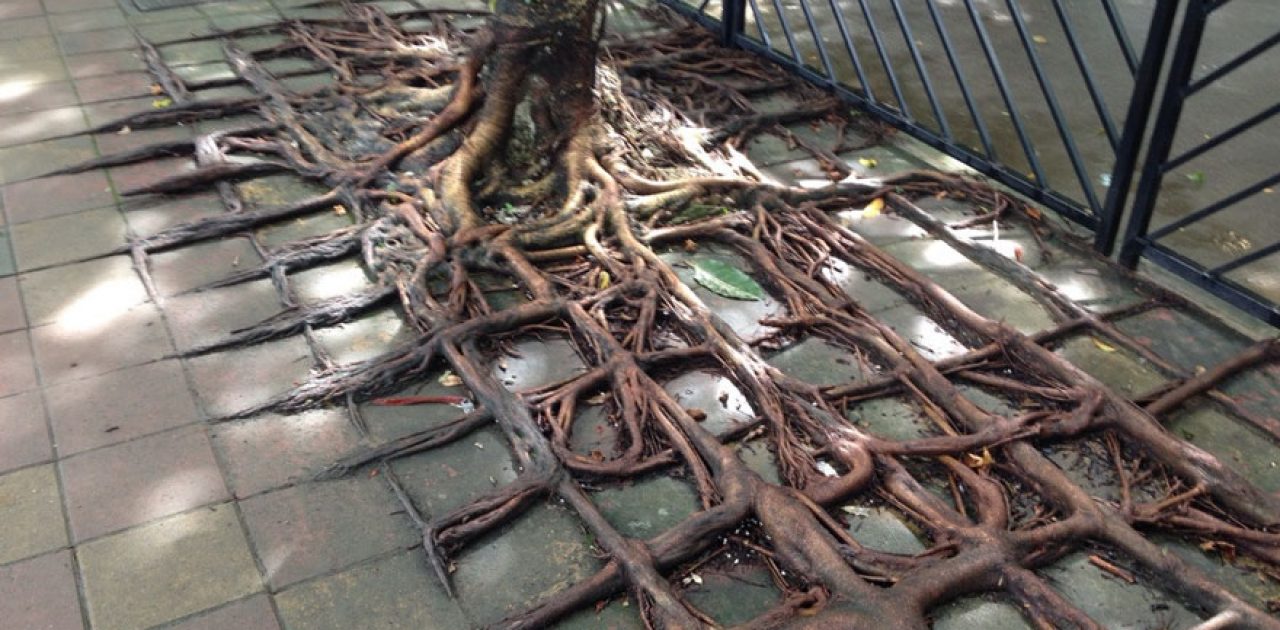 tree-roots-concrete-pavement-4