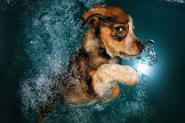 underwater-puppy-photography-seth-casteel-4