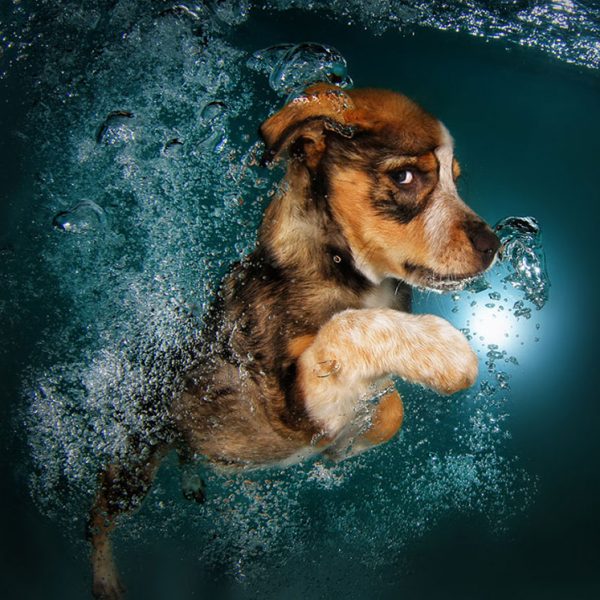 underwater-puppy-photography-seth-casteel-4