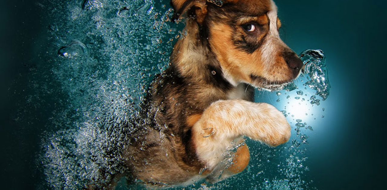underwater-puppy-photography-seth-casteel-4
