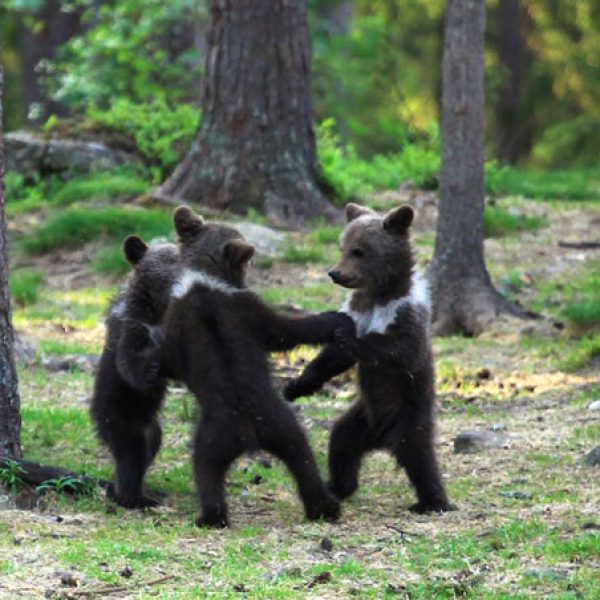 ursos brincando 02