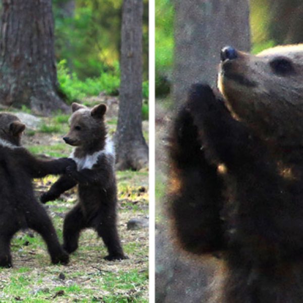 ursos dançando capa