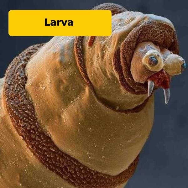 ver microscópio mobile