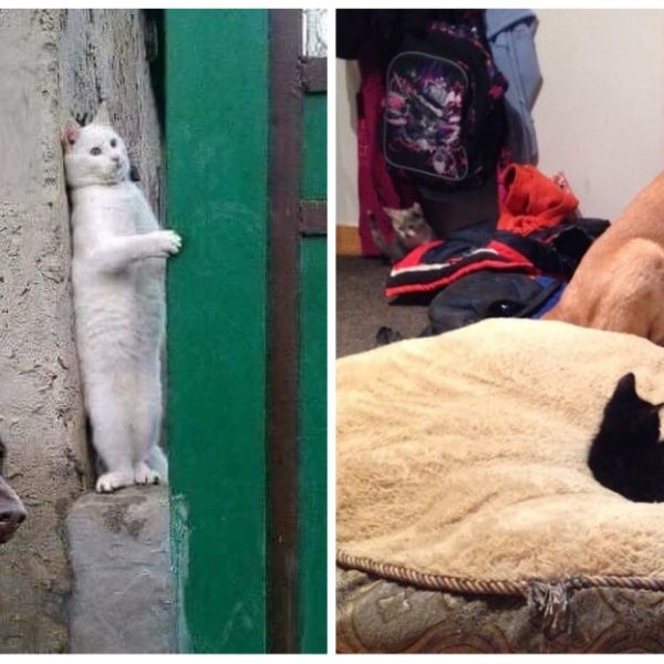 vida de gato capa