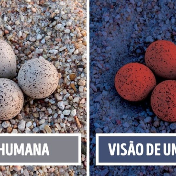 visão de pássaro capa