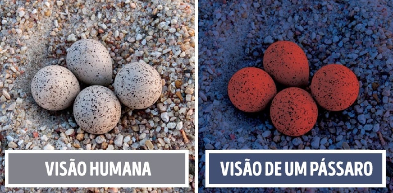 visão de pássaro capa