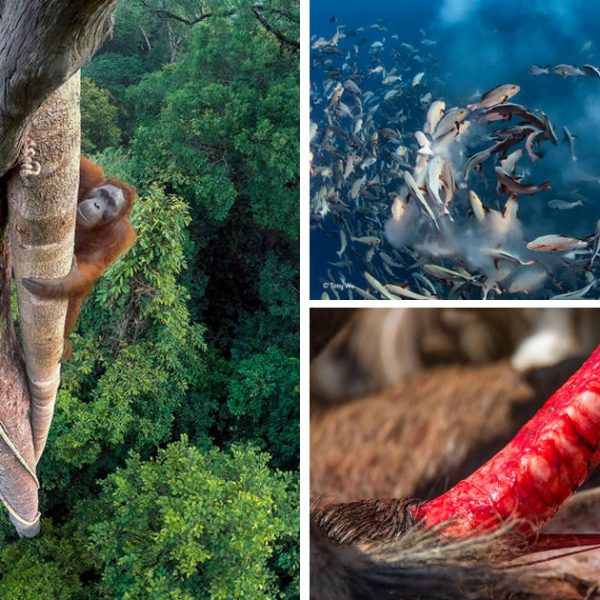 wildlife