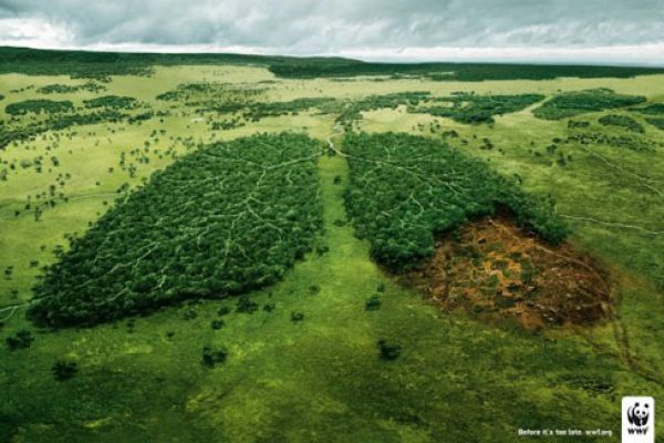 wwf-lungs