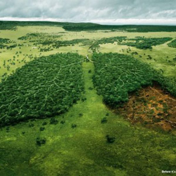 wwf-lungs