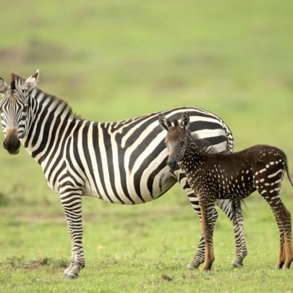 zebra com bolinhas 03