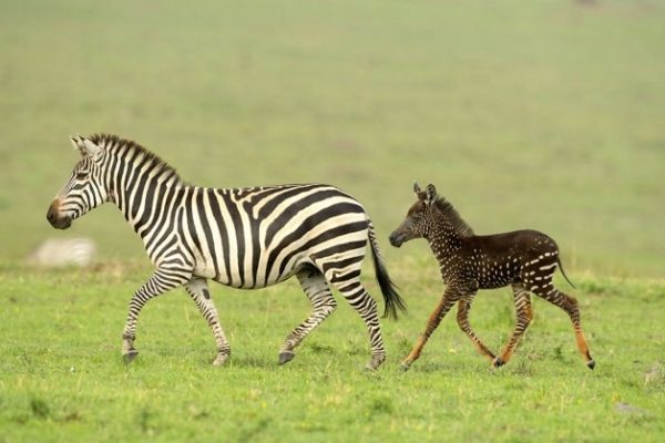 zebra com bolinhas capa