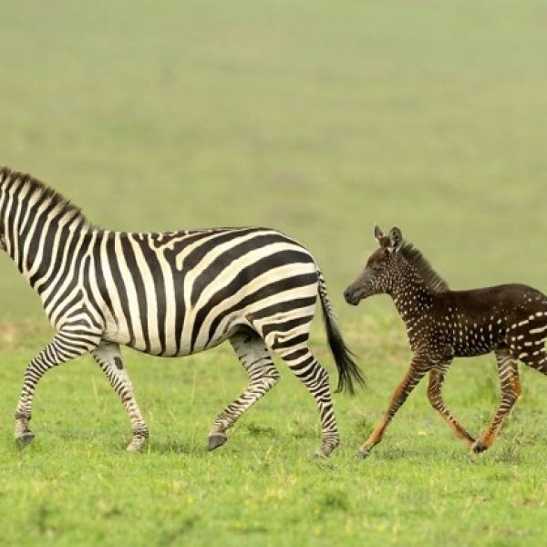 zebra com bolinhas capa
