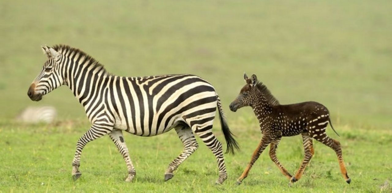 zebra com bolinhas capa