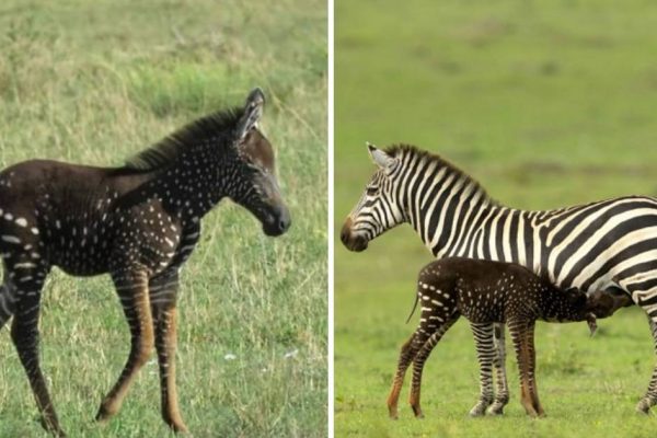 zebra com bolinhas capa