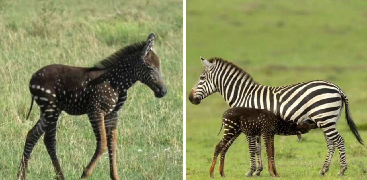 zebra com bolinhas capa