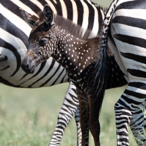 zebra diferente mobile