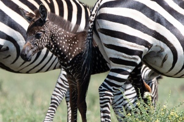 zebra diferente capa