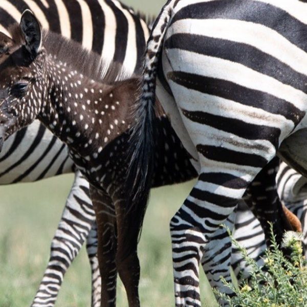 zebra diferente capa