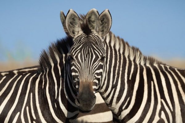 zebras siamesas capa