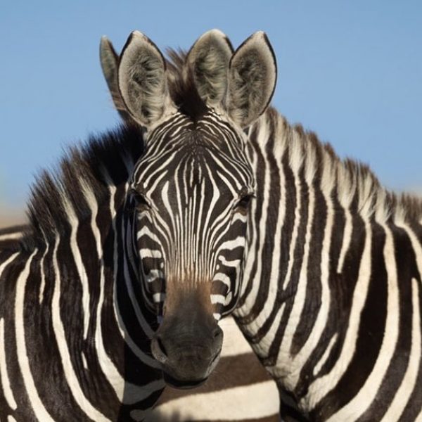 zebras siamesas capa