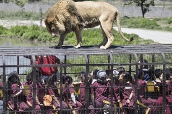 zoológico reverso capa