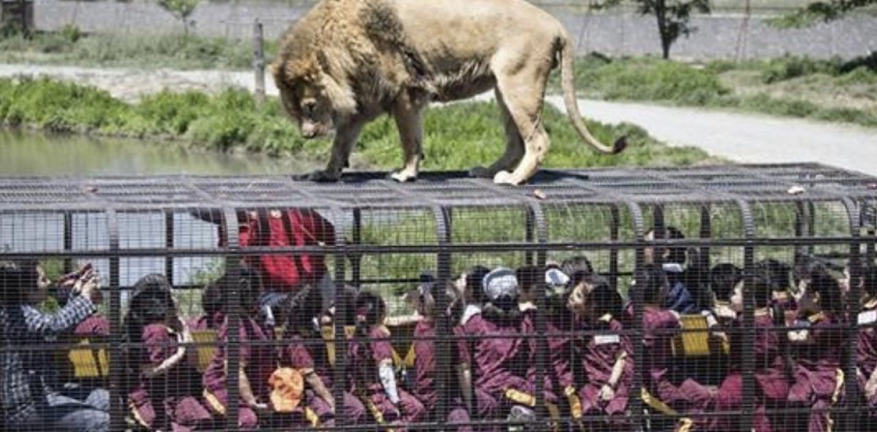 zoológico reverso capa