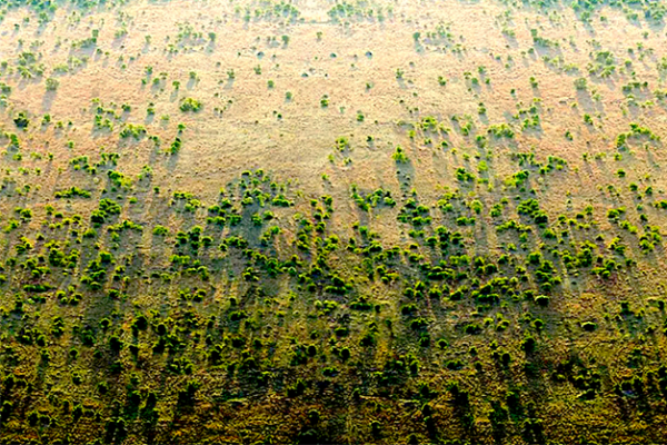 África plantar árvores 05